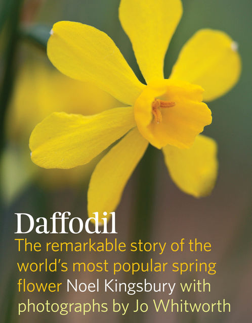 Daffodil, Noel Kingsbury