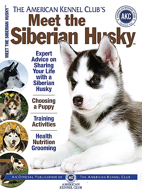 Meet the Siberian Husky, American Kennel Club