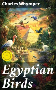 Egyptian Birds, Charles Whymper