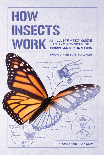 How Insects Work, Marianne Taylor