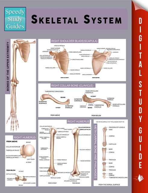 Skeletal System (Speedy Study Guides), Speedy Publishing