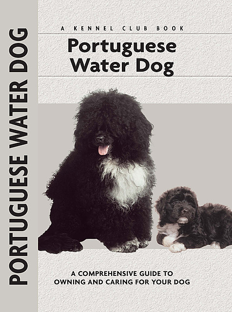 Portuguese Water Dog, Paolo Correa