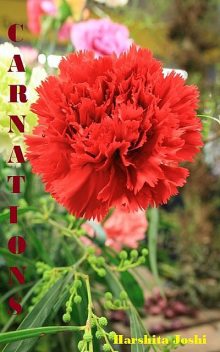 Carnations, Harshita Joshi