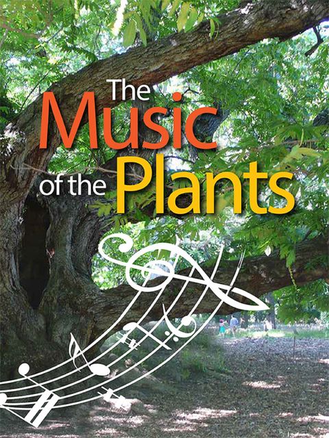 The Music of the plants, Esperide Ananas
