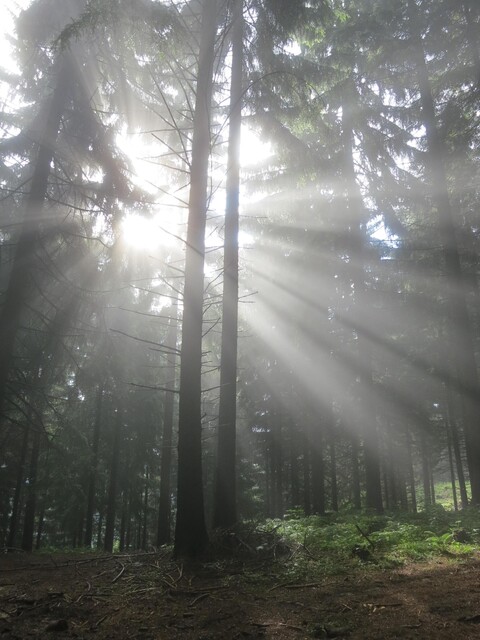 Und sag nicht, dass die Sonne scheint, Cornelia Ertmer