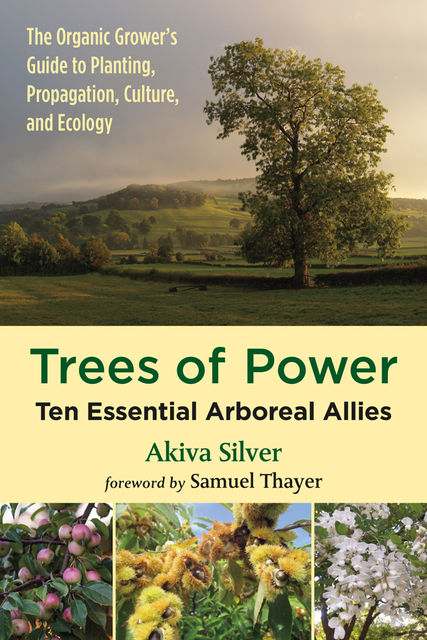 Trees of Power, Akiva Silver