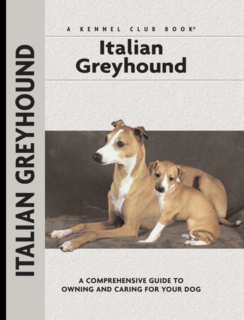 Italian Greyhound, Dino Mazzanti