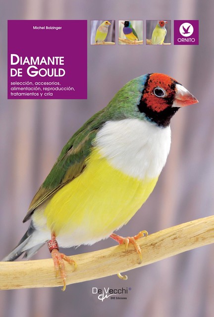 Diamante de Gould, Michel Bolzinger