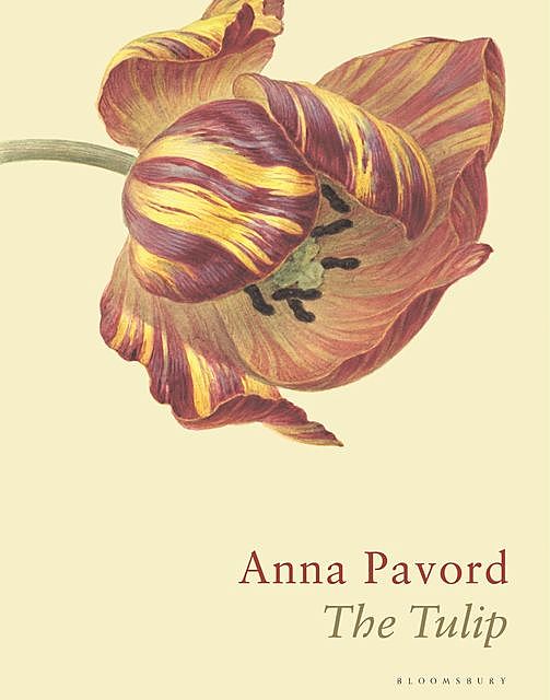 The Tulip, Anna Pavord