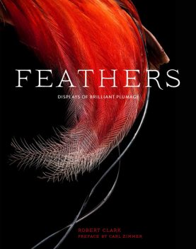 Feathers, Robert Clark
