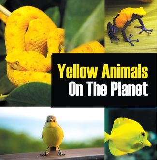 Yellow Animals On The Planet, Baby Professor