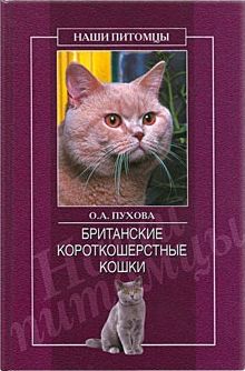 Британские короткошерстные кошки, Олеся Пухова