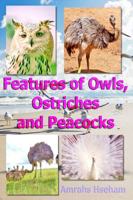 Features of Owls, Ostriches and Peacocks, Hseham Amrahs
