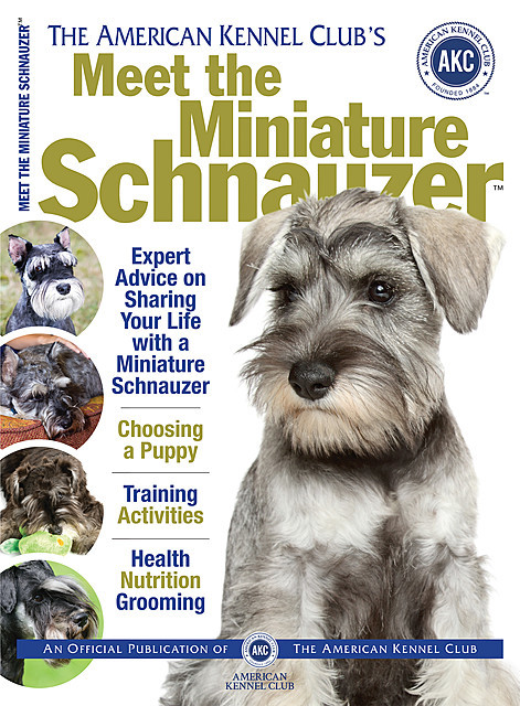 Meet the Miniature Schnauzer, American Kennel Club