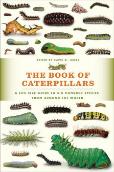 The Book of Caterpillars, David James
