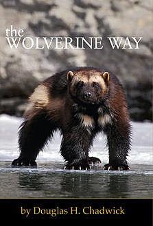 The Wolverine Way, Douglas Chadwick