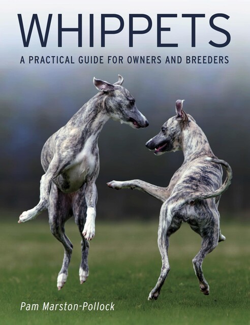 Whippets, Pam Marston-Pollock