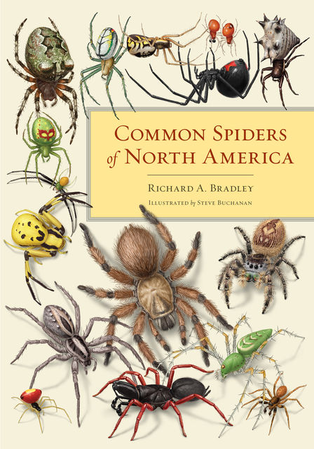 Common Spiders of North America, Richard Bradley