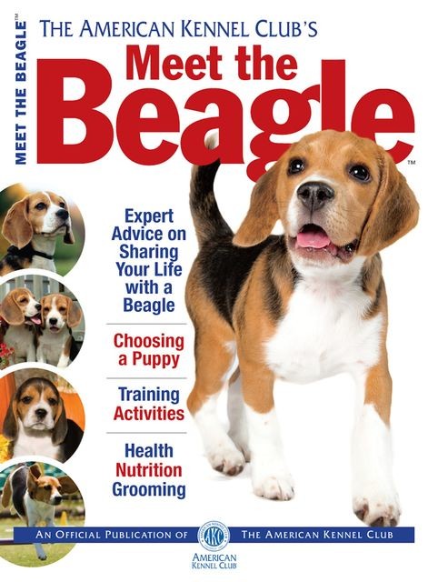 Meet the Beagle, American Kennel Club