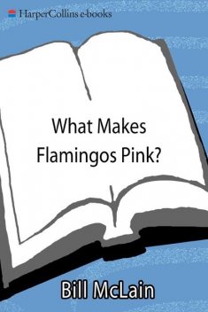 What Makes Flamingos Pink, Bill McLain