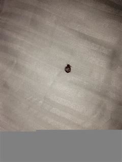 How to Kill Bed Bugs, Self Help eBooks