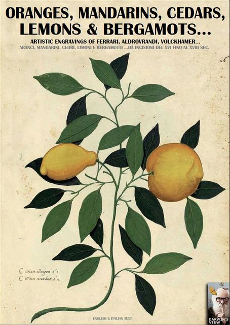 Oranges, mandarins, cedars, lemons and bergamots, Luca Stefano Cristini