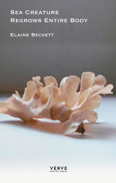 Sea Creature Regrows Entire Body, Elaine Beckett