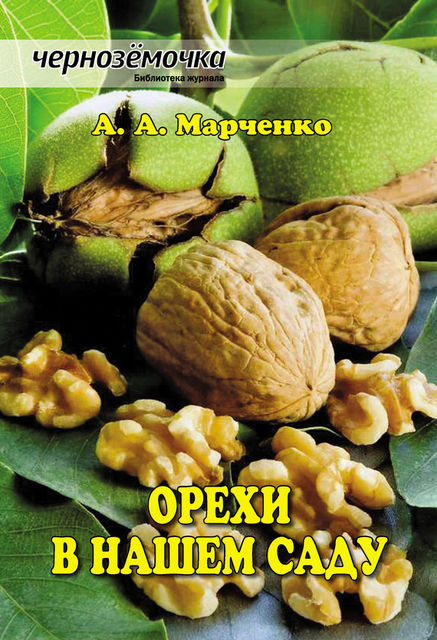 Орехи в нашем саду, Андрей Марченко