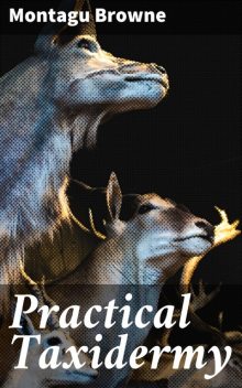 Practical Taxidermy, Montagu Browne