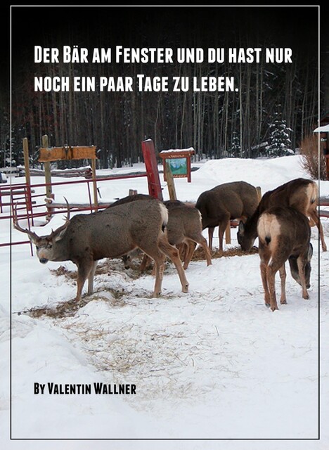 DER BÄR AM FENSTER UND DU HAST NUR NOCH EIN PAAR TAGE ZU LEBEN, VALENTIN WALLNER