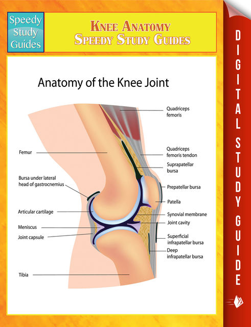 Knee Anatomy Speedy Study Guides, Speedy Publishing