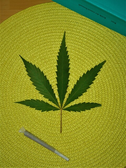 Cannabis legal, Marc Blizz