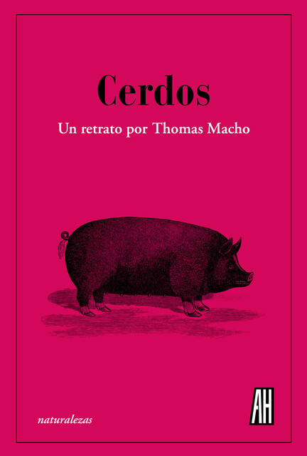 Cerdos, Thomas Macho