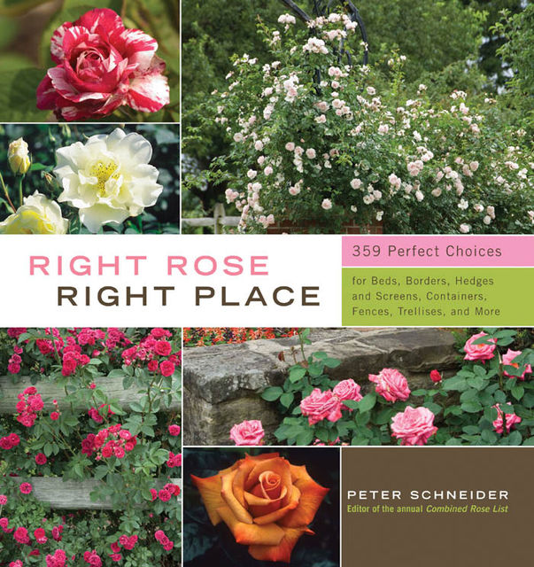 Right Rose, Right Place, Peter Schneider