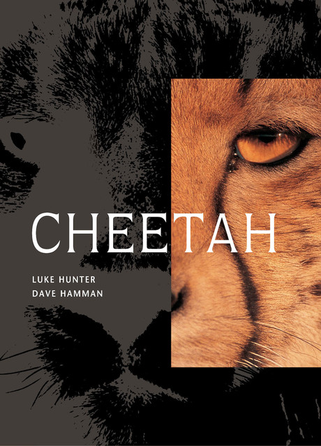 Cheetah, Luke Hunter