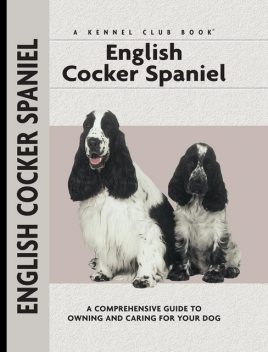 English Cocker Spaniel, Haja Van Wessem