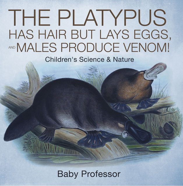 The Platypus Has Hair but Lays Eggs, and Males Produce Venom! | Children's Science & Nature, Baby Professor