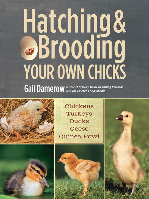 Hatching & Brooding Your Own Chicks, Gail Damerow
