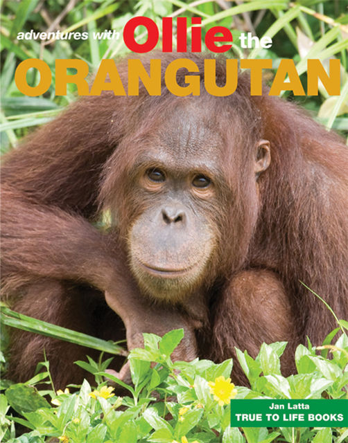 Ollie the Orangutan, Jan Latta