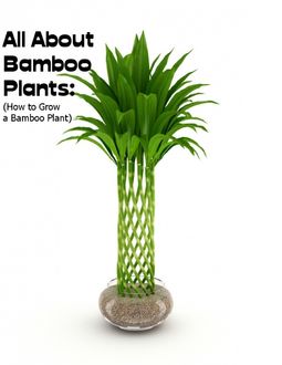 All About Bamboo Plants: (How to Grow a Bamboo Plant), Sean Mosley