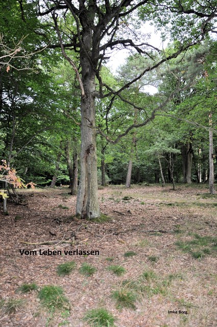 Vom Leben verlassen, Imke Borg