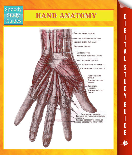 Hand Anatomy Speedy Study Guides, Speedy Publishing