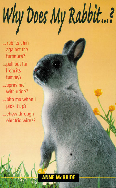 Why Does My Rabbit?, Anne McBride