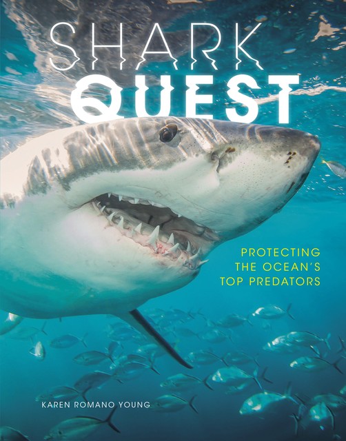 Shark Quest, Karen Romano Young