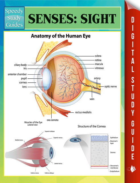 Senses: Sight Speedy Study Guides, Speedy Publishing