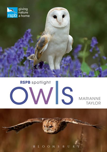 RSPB Spotlight Owls, Marianne Taylor