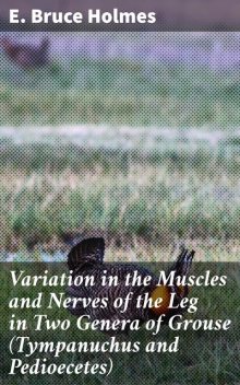 Variation in the Muscles and Nerves of the Leg in Two Genera of Grouse (Tympanuchus and Pedioecetes), E. Bruce Holmes