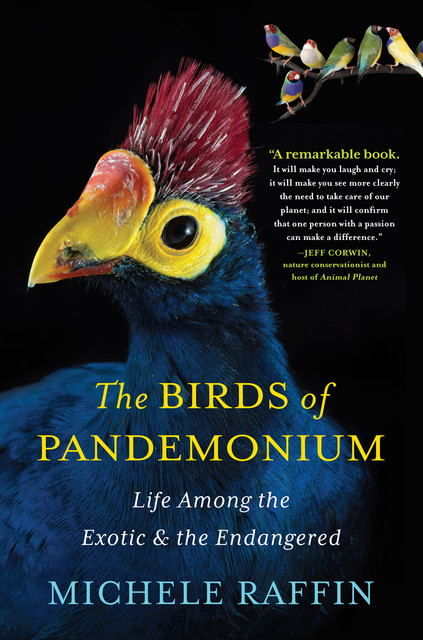 The Birds of Pandemonium, Michele Raffin