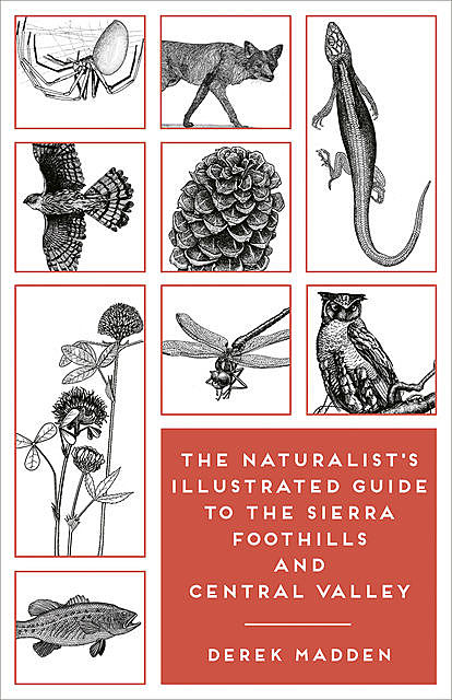 The Naturalist's Illustrated Guide to the Sierra Foothills and Central Valley, Derek Madden, Erinn Madden, Ken Charters