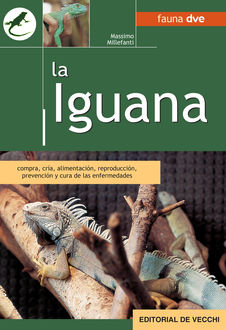 La iguana, Massimo Millefanti